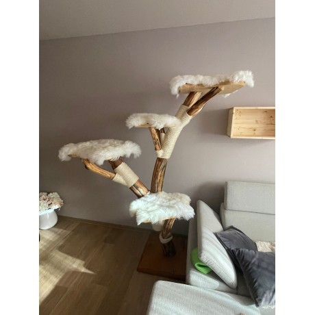 Kočičí strom Silvestr