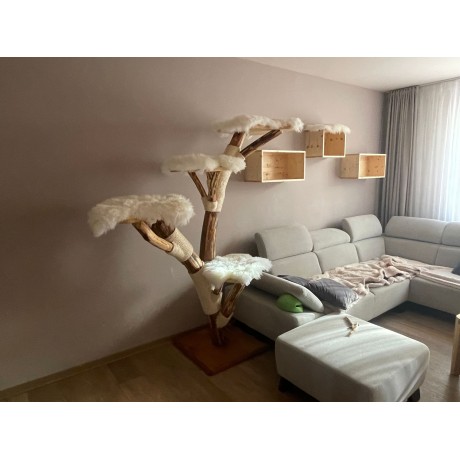Kočičí strom Silvestr
