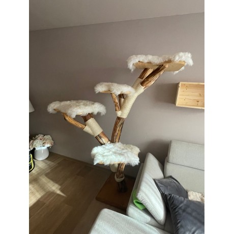 Kočičí strom Silvestr