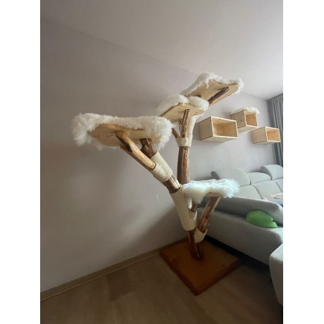 Kočičí strom Silvestr